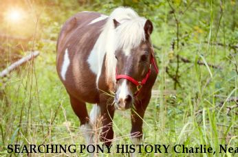 SEARCHING PONY HISTORY Charlie, Near gastonia/albemarle, NC, 28001
